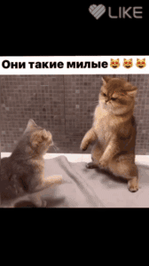 тике