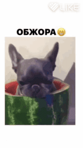 ОБЖОРА