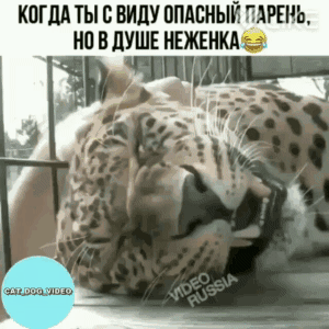 КШМ ТЫ ВВИДУ ППАСМЫЙ ПАРЕНЬ НП ВЛУШЕ КЖЕИКАЭ