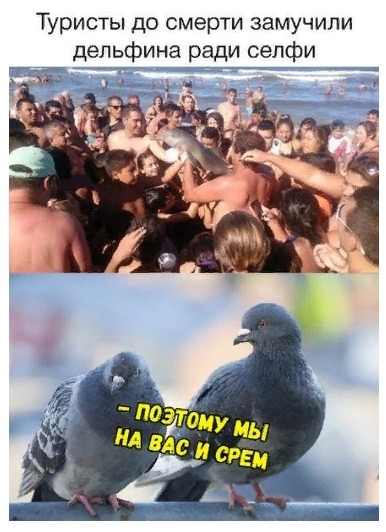 Туристы до смерти замучили дельфина