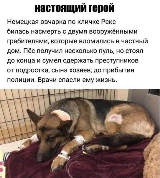 настоящий герой Немецкая овчарка по кличке Рекс билась насмерть двумя вооружёнными грабителями которые впомипись в частный дом Пёс получил несколько пуль но стоял до конца и сумел сдержать преступников от подростка сына хозяев до прибытия полиции Врачи спасли ему жизнь