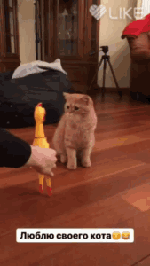 Люблю сво его кота _