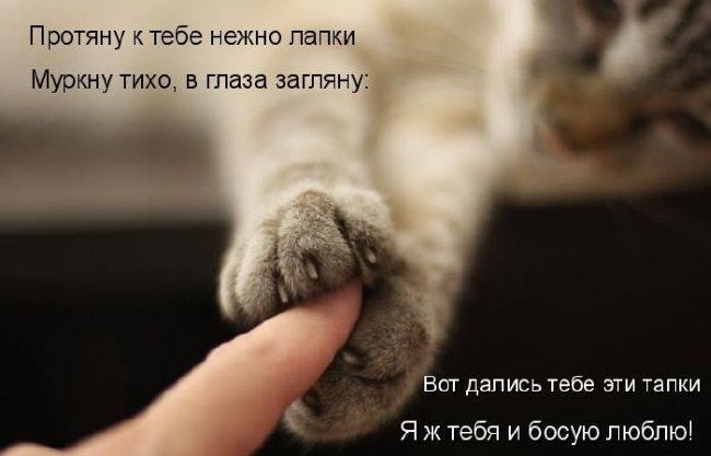 Протяну к тебе нежно папки Муркну тихо в глаза загляну БОТ ДЗЛИСЬ тебе ЭТИ ТаПКИ Я ж тебя и босую люблю