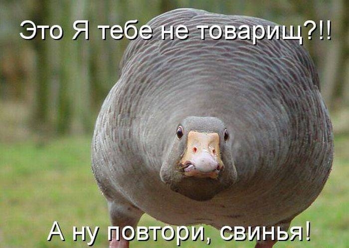 1 А ну довтйрхщсвиньяэ