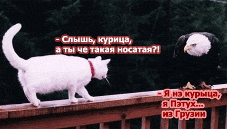 Слышь курица ты че такая иосатая