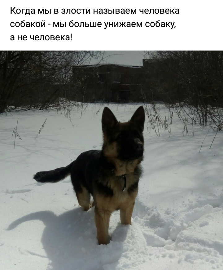 Когда мы в злости называем человека собакой мы больше унижаем собаку а не человека