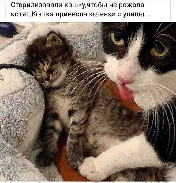 Стерилизовали кошкунюбы не рожала котят Кошка принесла котенка с упиць