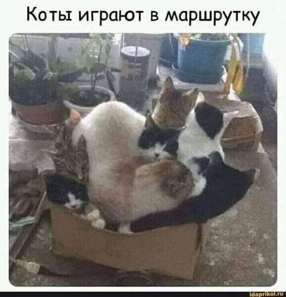 Коты играют в маршрутку