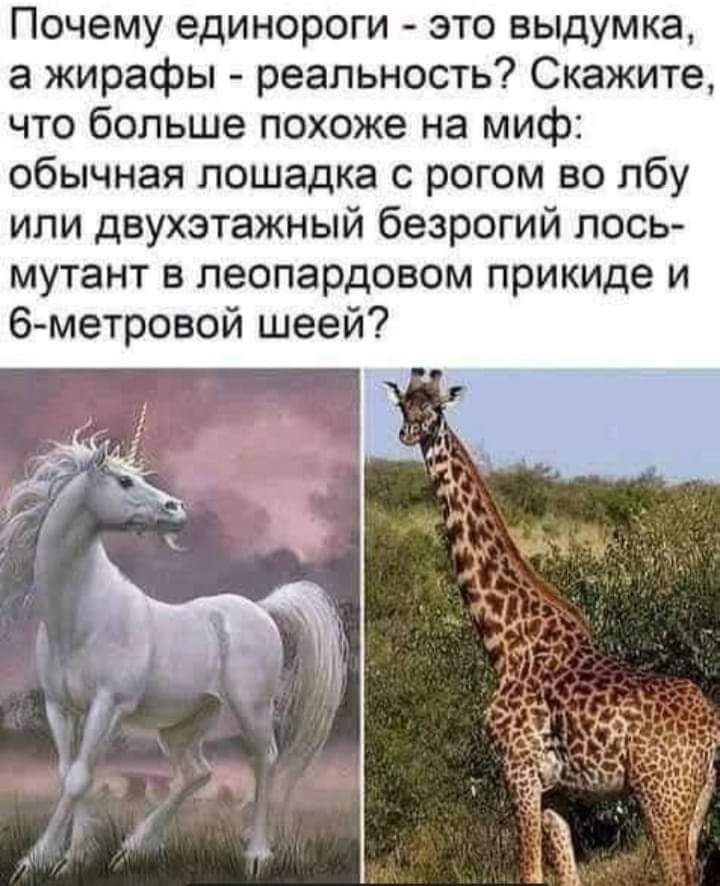 Почему единороги это выдумка а жирафы реальность Скажите что больше похоже на миф обычная лошадка с рогом во лбу или двухэтажный безрогий лось мутант в леопардовом прикиде и 6метровой шеей