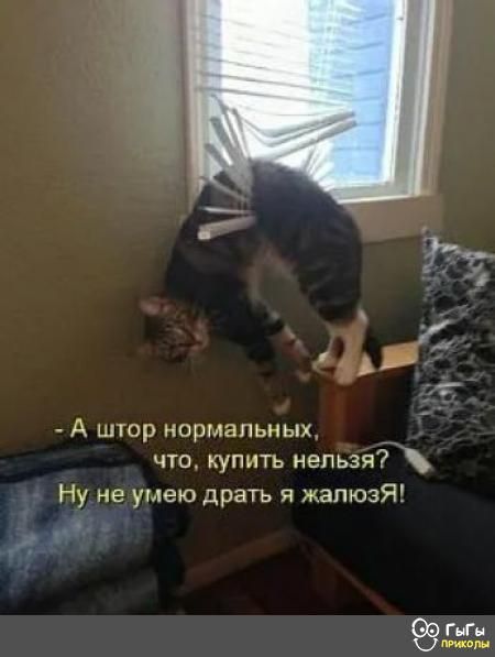А штор нормальных _ что купить нельзя Ну не умею драть я жалюзЯ
