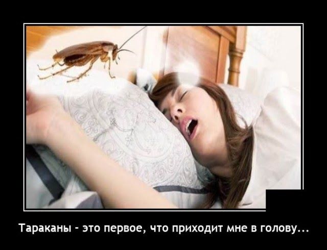 Тараканы это первпе чт приходи мне годину