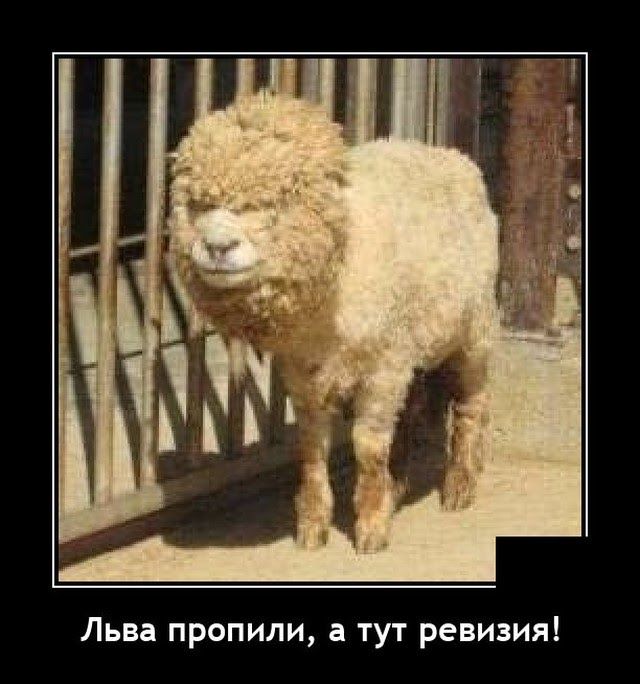 Льва пропили а тут ревизия