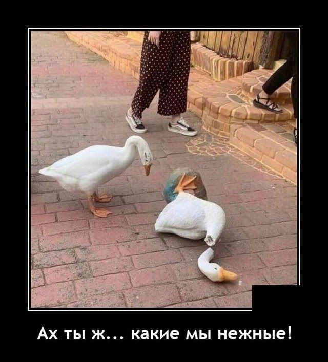 АХ ТЫ Ж какие МЫ нежные