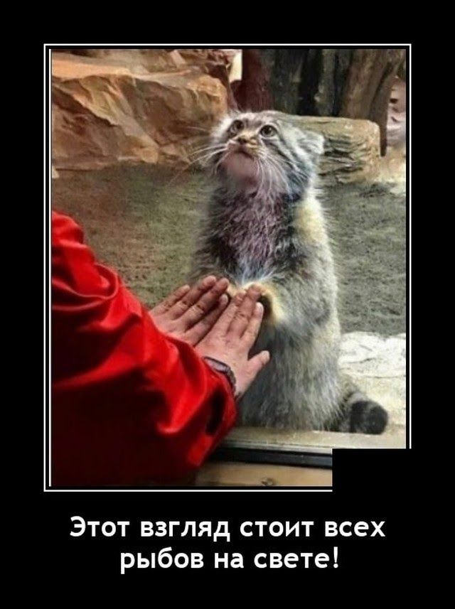 Этот взгляд стоит всех рыбов на свете