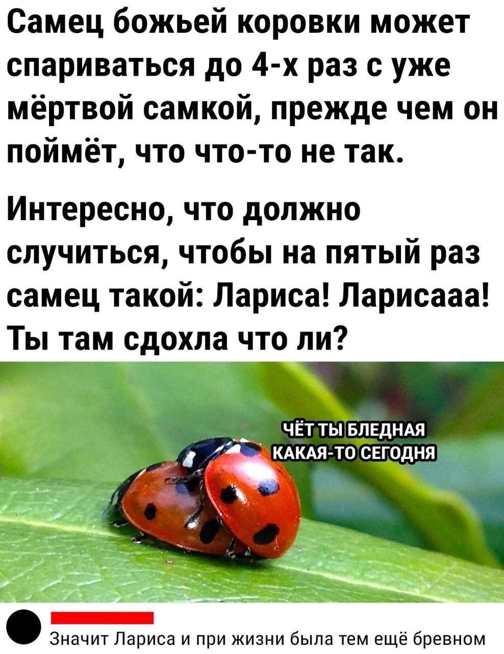 Самец божьей коровки может спариваться до 4 х раз с уже мёртвой самкой прежде чем он поймёт что что то не так Интересно что должно случиться чтобы на пятый раз самец такой Лариса Ларисааа Ты там сдохла что ли _ чЁттывпгдндя _ М мкад то СЕГОДНЯ ь _ Значит Лариса и при жизни была тем ещё бревном