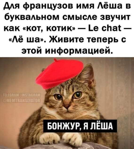 Адя французов имя Аёша в буквальном смысде звучит как кот котики 1е сиаі Аё ша Живите теперь с этой информацией вонжур я ЛЁША ЖЦ