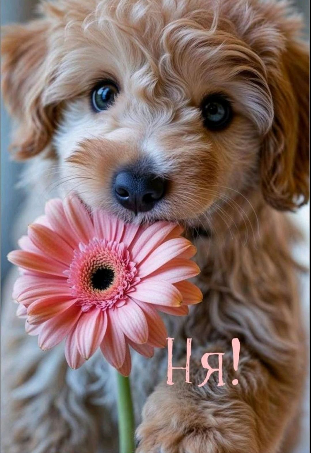 Ня!
