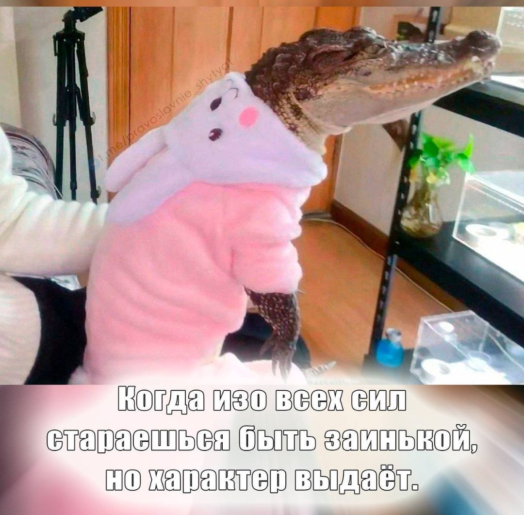 Когда изо всех сил стараешься быть зайнкой, но характер выдаёт.