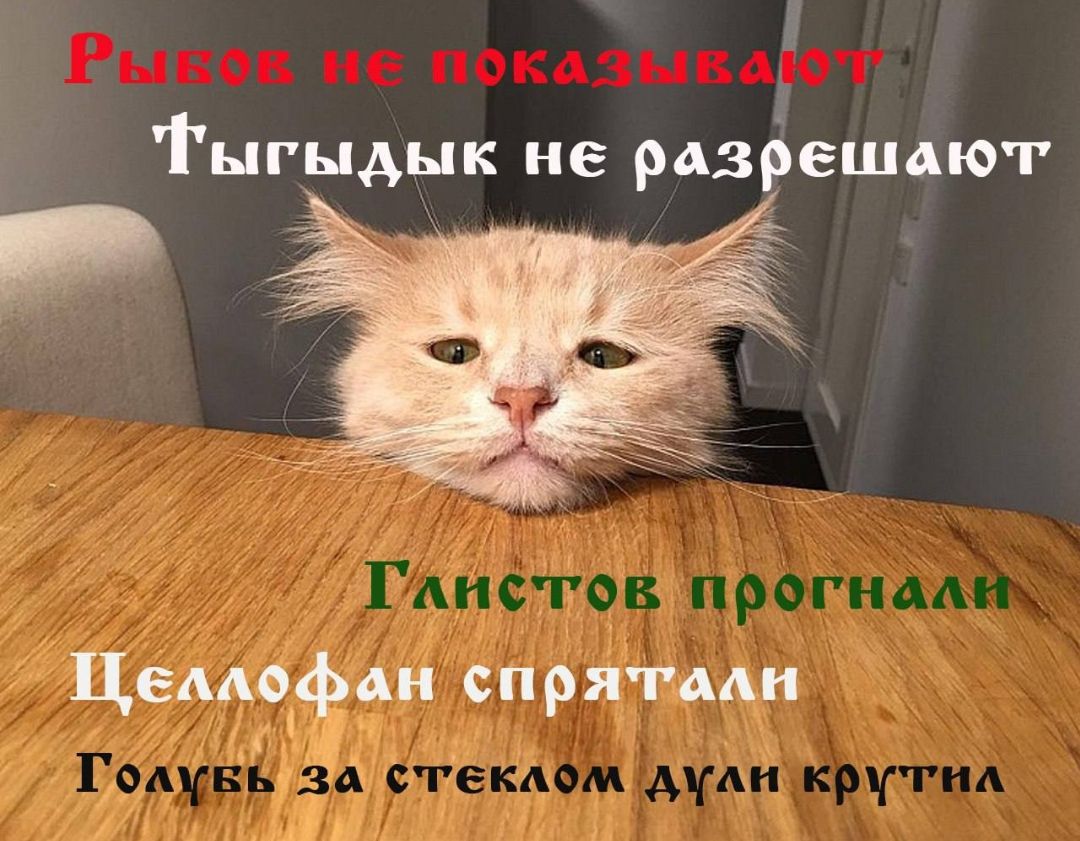 Рыбов не показывают Тыгыдык не разрешают Глистов прогнали Целлофан спрятали Голубь за стеклом дули крутил