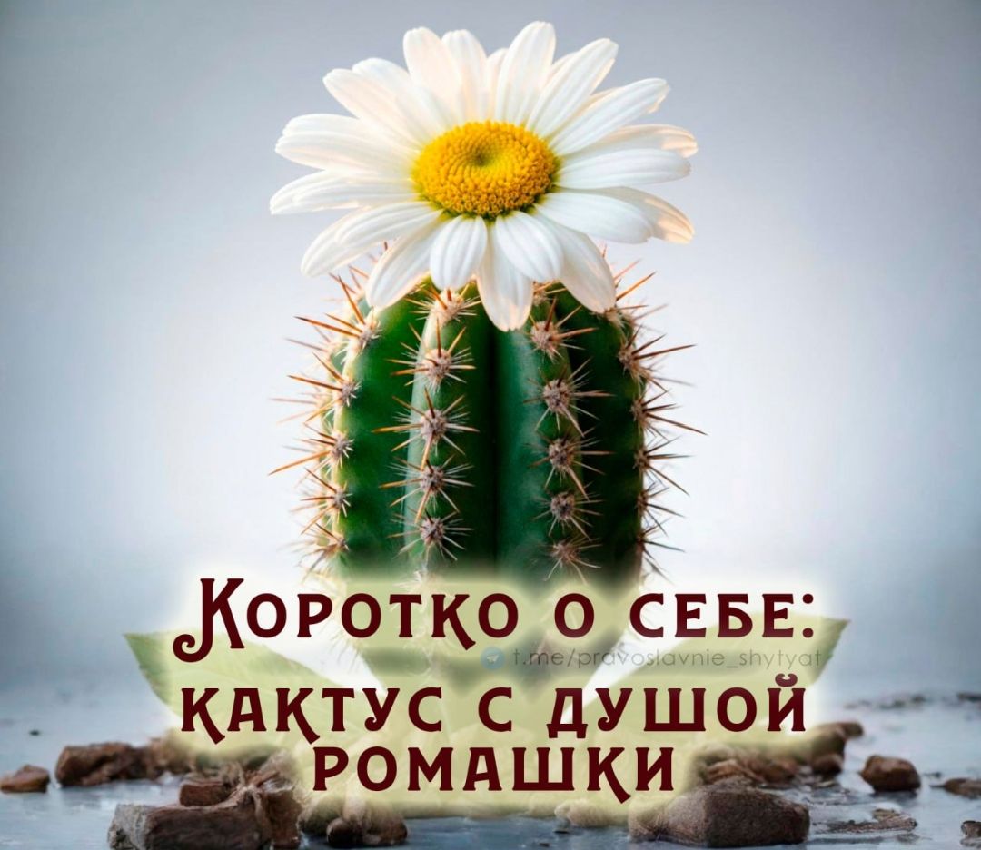 Коротко о себе: кактус с душой ромашки