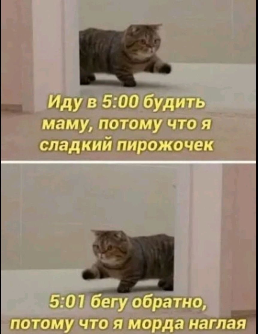 Иду в 5:00 будить маму, потому что я сладкий пирожочек 5:01 бегу обратно, потому что я морда наглая