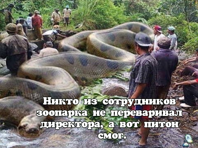 ЪЁЫ Никто из сЩіко 1 зоопарка_иеёереварий__ диреікіт ЧЁГЁЗМ он