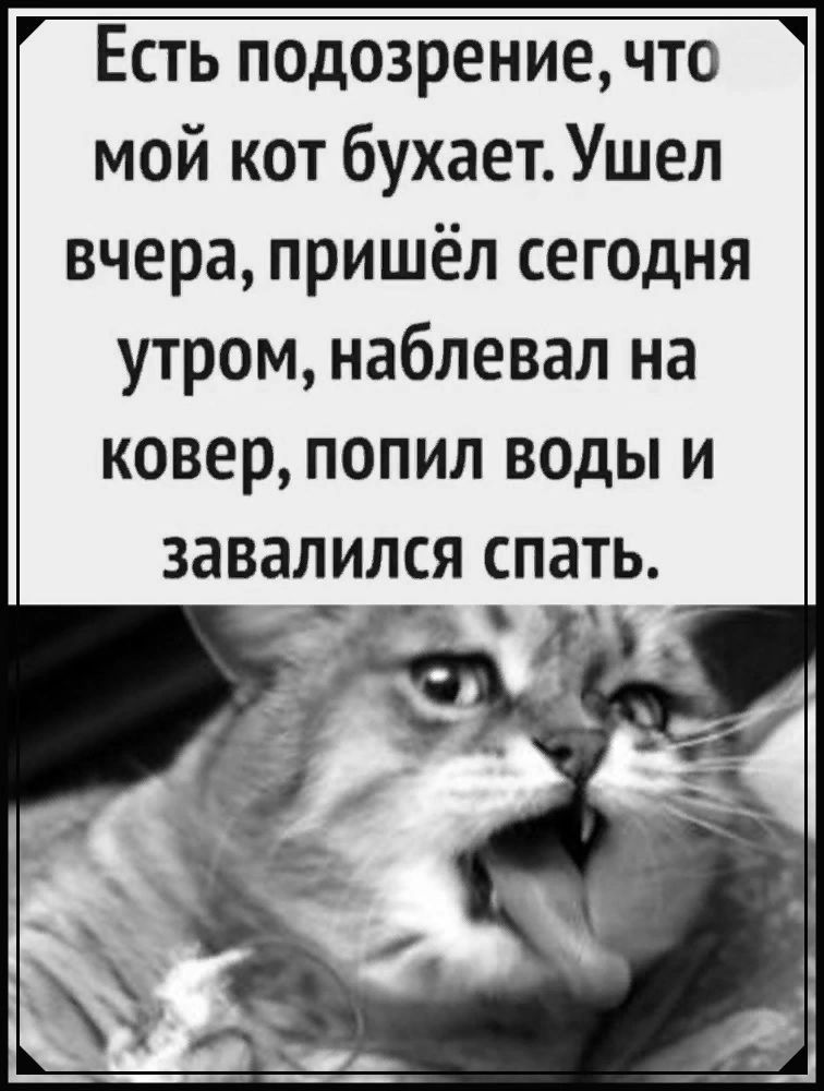 Есть подозрение что мой кот бухает Ушел вчера пришёл сегодня утром наблевал на ковер попил воды и завалился СПЗТЬ