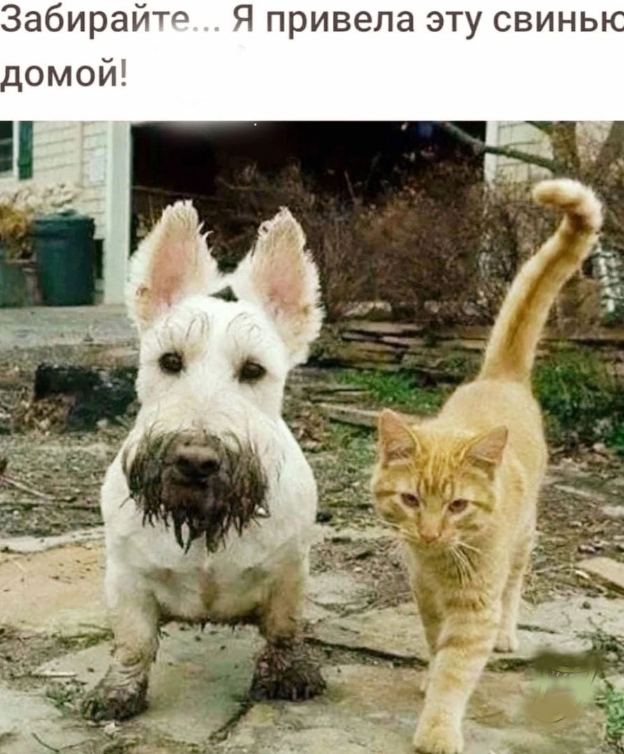 Забирай Ч привела эту свинь