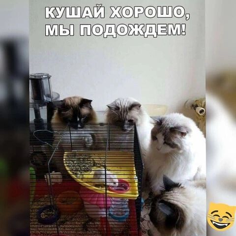 ЖЁЭЕЁЭЁСФ ШЁП ЩСФЖЩЁШПЕ