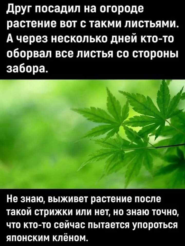 друг посадил на огороде растение вот такми листьями А через несколько дней кто то оборвал все листья со стороны забора Т Не знаю выживет растение после такой стрижки или нет но знаю точно что кто то сейчас пытается упороться японским клёном
