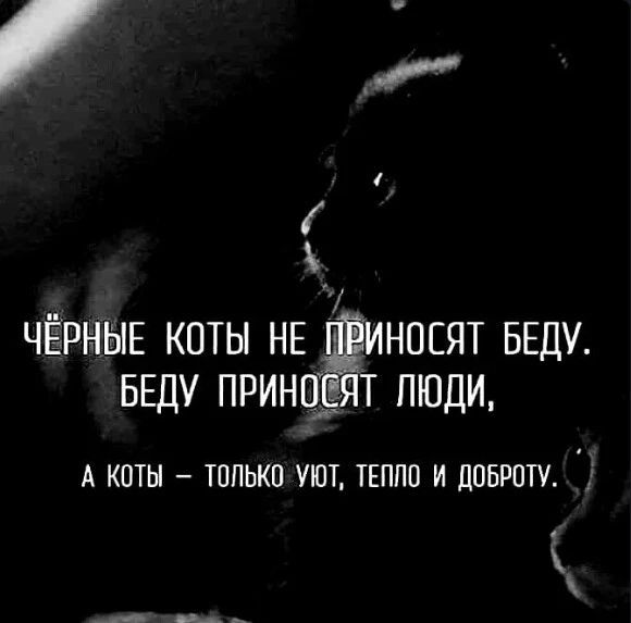 і _ ЧЕРНЫЕ КОТЫ НЕ ИНОЕЯТ БЕДУ БЕДУ ПРИНЦ Т ПЮДИ А коты тппькп уют тгппп и ловит і