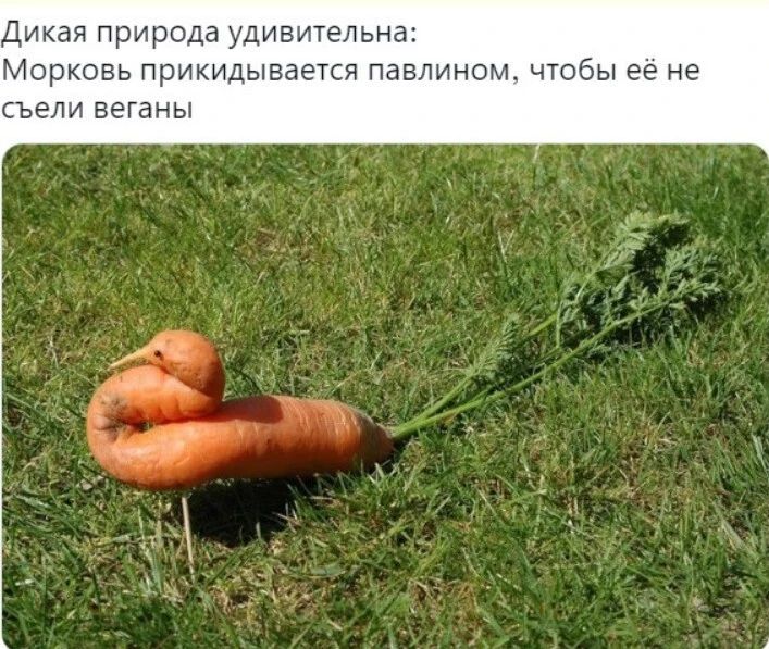 ди природа удивиуельна Мпрковь прикидывается павлином чтобы ее не СЬЕЛИ ВЁГЗНЫ