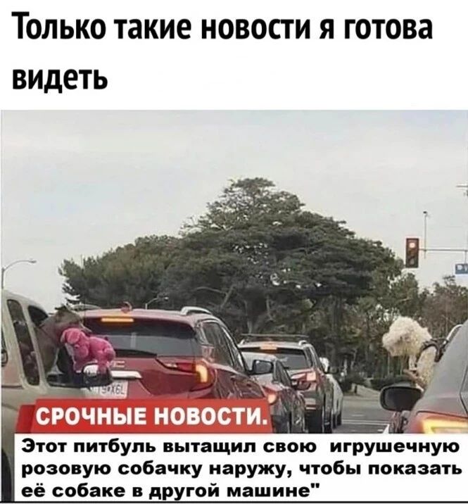 ТОЛЬКО такие НОВОСТ И Я ГОТОВЗ ВИДЕТЬ ипЬ ою игрушечную розо ую собачку наружу чтобы показать её собаке д гой машине