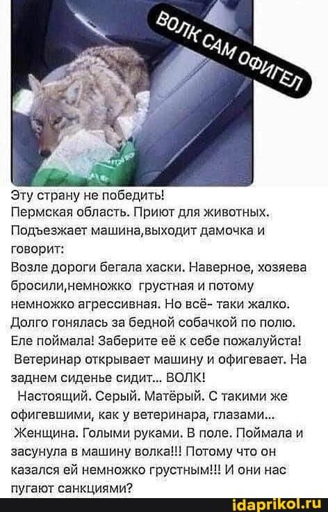 Эту страну не победить Пермская область ПрИЮТ ДЛЯ ЖИВОТНЫХ Подъезжает машинааьтходит дамочка и говорит Возле дороги бегапа хаски Наверное хозяева броеипщнемножко грустная и потому немножко агрессивная Но всё таки жалко Долго гонялась за бедной собачкой по полю Епе поймала Заберите её к себе пожалуйста Ветеринар открывает машину и офигевает На заднем сиденье сидит ВОЛК Настоящий Серый Матёрый С так