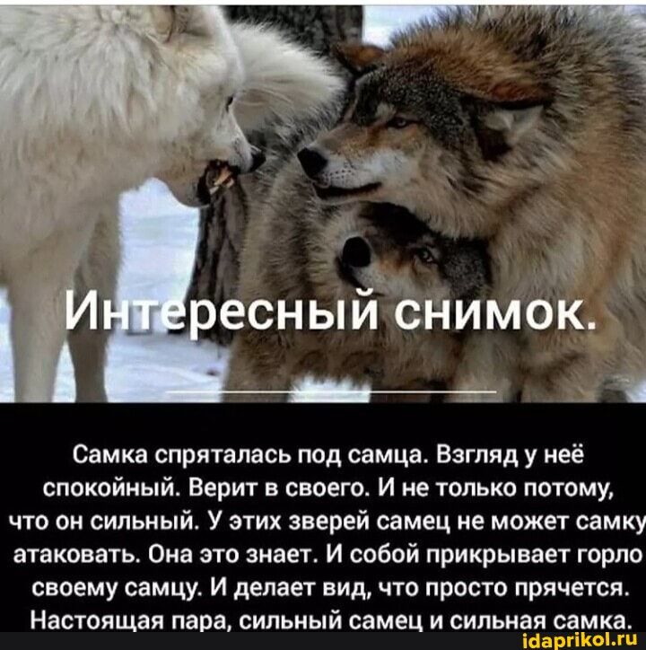 _т ОК Свмка спрятнпась под самца Взгляд у неё спокойный Верит в своего И не только потому что он сильный У этих зверей самец не может самку атаковать Они эта знает И сабой прикрывает гирло своему самцу И делает вид что прост прячется Настоящая пара сильный самец и сильная самка ЕСНЫИ СНИМ