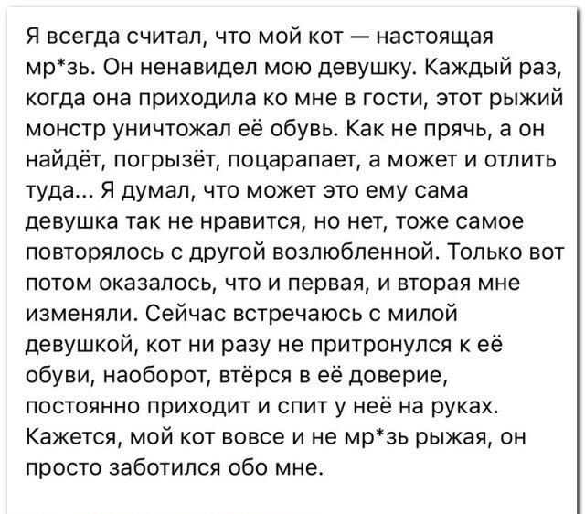 Я всегда считал что мой кот настоящая мрзь Он ненавидел мою девушку Каждый раз когда она приходила ко мне в гости этот рыжий монстр уничтожал её обувь Как не прячь а он найдёт погрызёт поцарапает а может и отлить туда я думалчто может это ему сама девушка так не нравится но нет тоже самое повторялось с другой возлюбленной Только вот потом оказалось что и первая и вторая мне изменяли Сейчас встреча