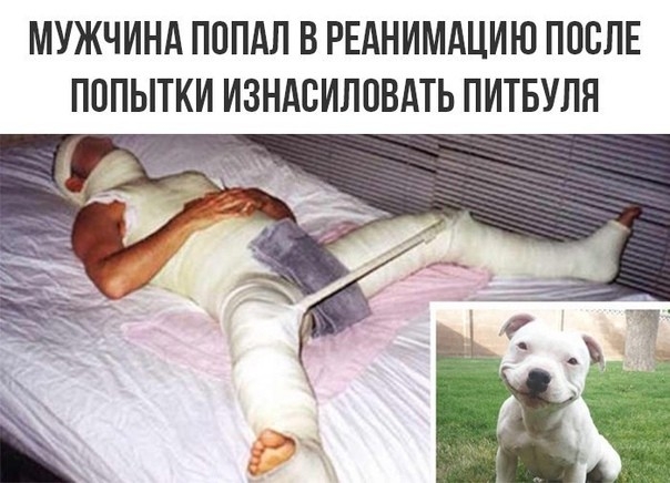 МУЖЧИНА ПОПАЛ В РЕАНИМАЦИЮ ПОСЛЕ ПОПЫТКИ ИЗНАСИЛОВАТЬ ПИТБУЛЯ