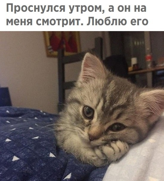 Проснулся утром а он на меня смотрит Люблю его
