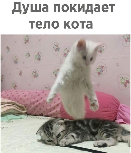 душа покидает тело кота Ё