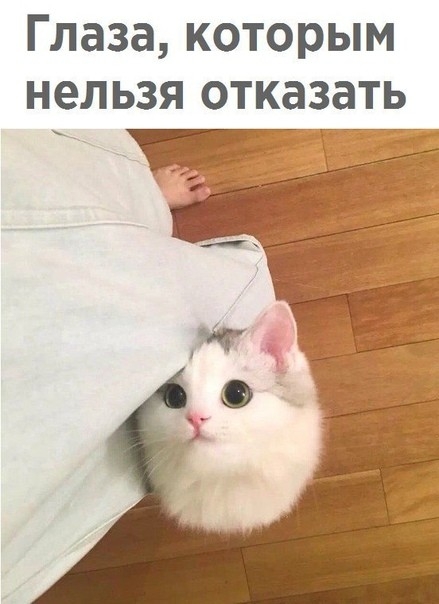 Глаза которым нельзя отказать