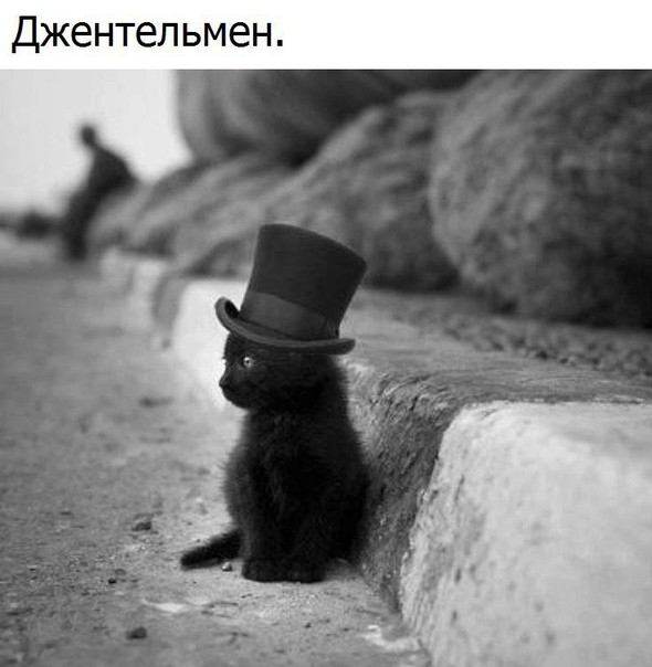 Джентельмен
