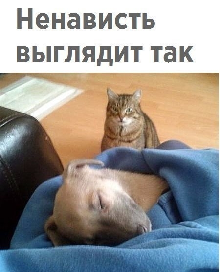 Ненависть выглядит так
