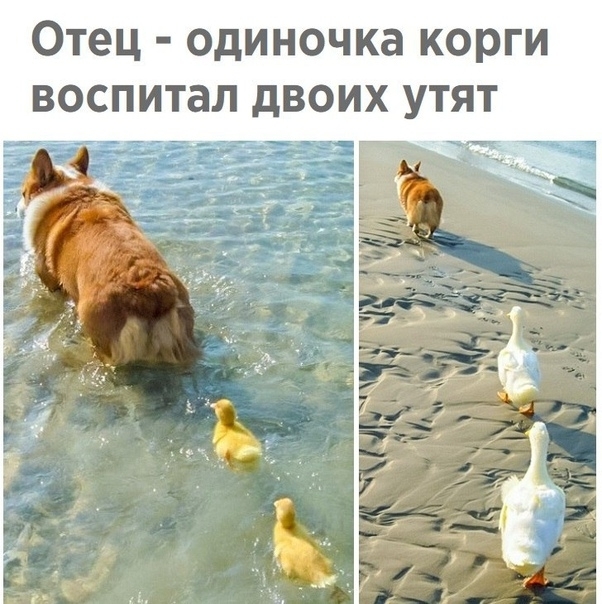 Отец одиночка корги воспитал двоих утят