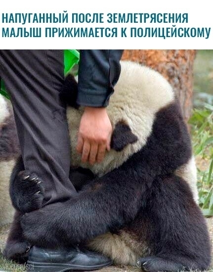 НАПУГАННЫЙ ПОСЛЕ ЗЕМЛЕТРЯСЕЦИЯ МАЛЫШ ПРИЖИМАЕТСЯ К ПОЛИЦЕИСКОМУ