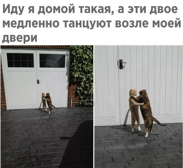 Иду я домой такая а эти двое медленно танцуют возле моей двери