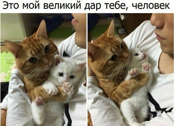 Это мой великий дар тебе человек