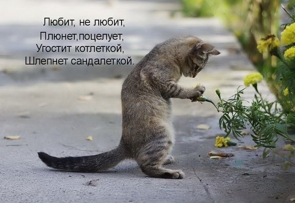Любит не ПЮбИТ ПлюнетлоцепуеТ Угостит котлеткой