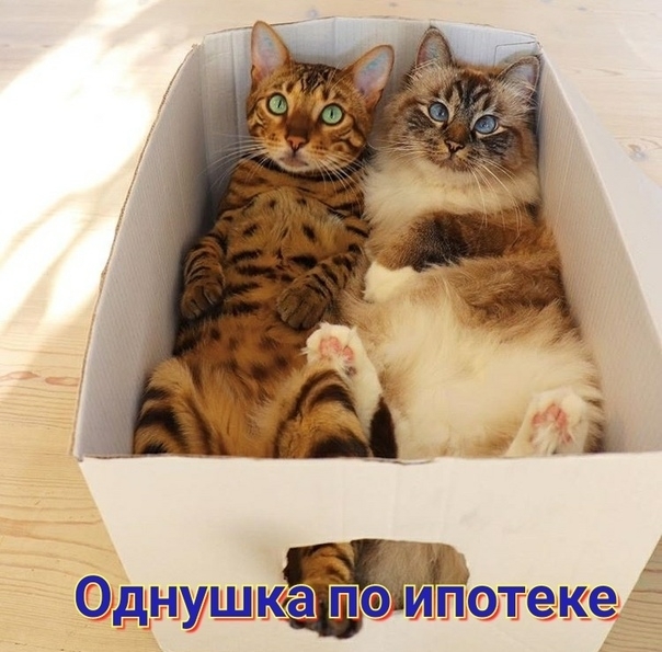 Однуш Коте ке