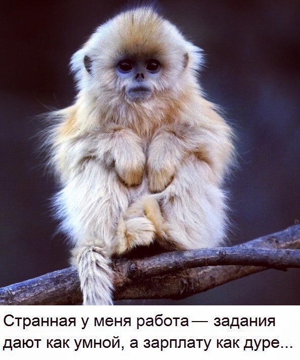 Странная у меня работа задания дают как умной а зарплату как дуре