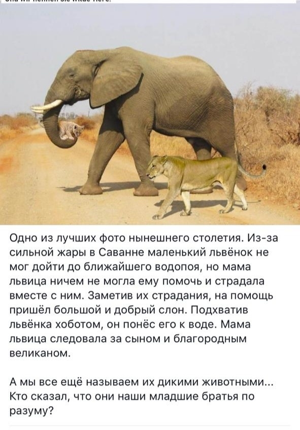 Одно из лучших Фото нынешнего столетия Изза сильной жары в Саванне маленький пьвёнок не мог дойти до ближайшего водопоя но мама львица ничем не могла ему помочь и страдала вместе с ним Заметив их страдания на помощь пришёл большой и добрый слон Подхватив пьвёнка хоботом он понёс его к воде Мама львица следовала за сыном и благородным вепиканом А мы все ещё называем их дикими животными Кто сказал ч